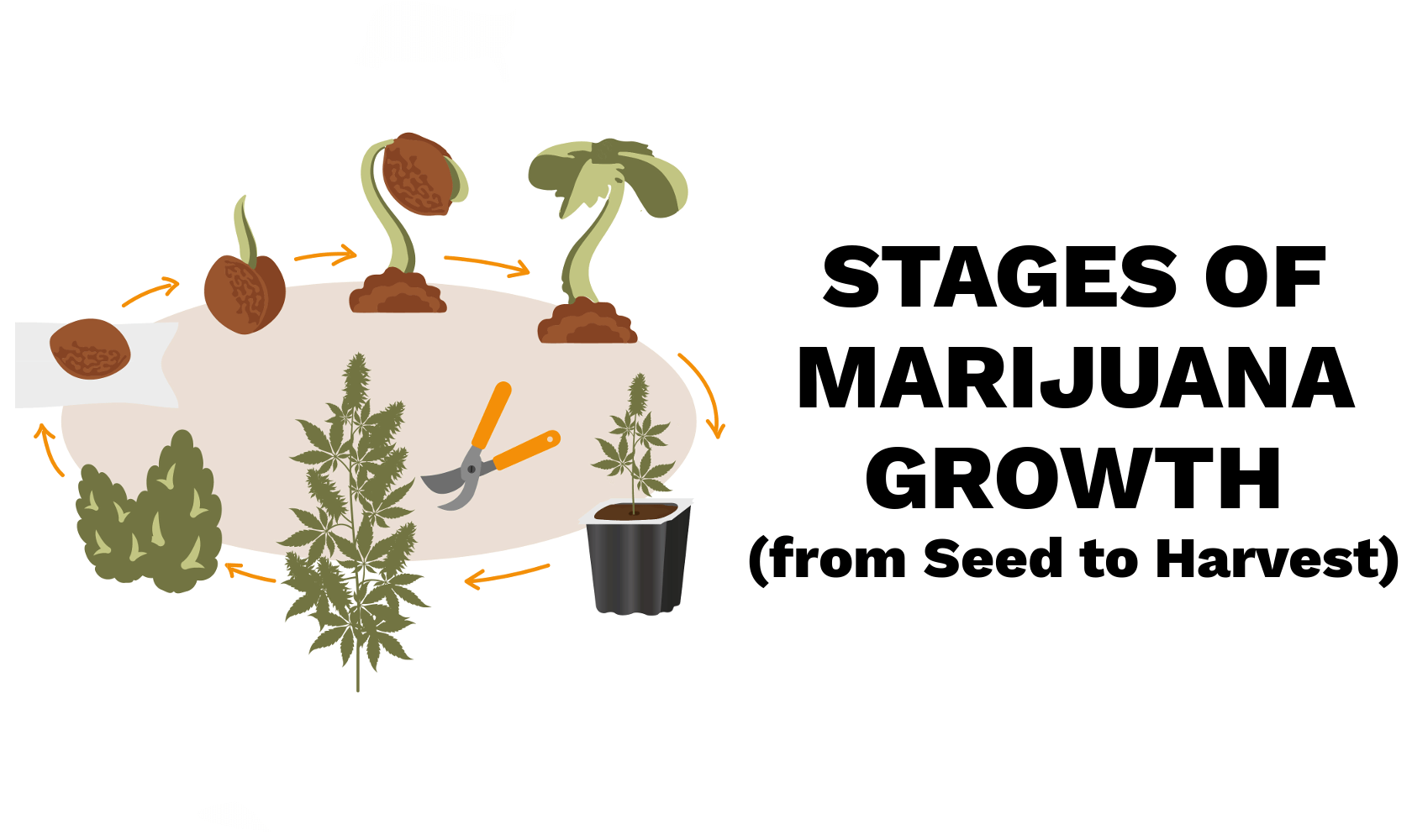 Stages of Marijuana Growth: from Seed to Harvest 🔄